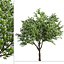 Set of Flowering Kousa Dogwood or Cornus kousa Tree - 3 Trees