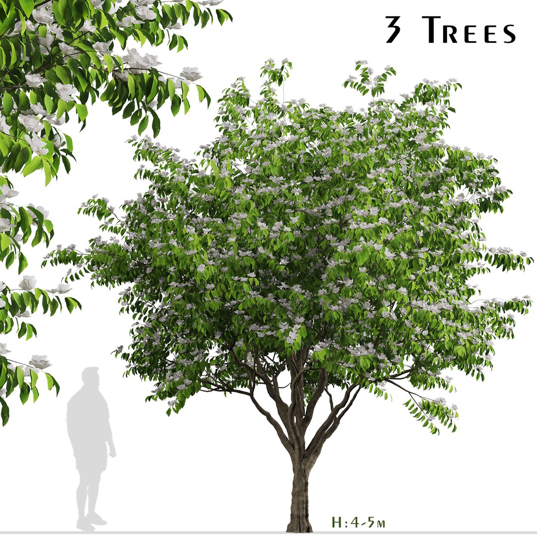 Set of Flowering Kousa Dogwood or Cornus kousa Tree - 3 Trees 3D model https://p.turbosquid.com/ts-thumb/J0/D2GFC7/gM/kousadogwoodsetcopy/jpg/1670577511/1920x1080/fit_q87/c9f5d7d723bbc9d3e123a9d0d6323f918373093d/kousadogwoodsetcopy.jpg