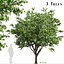 Set of Flowering Kousa Dogwood or Cornus kousa Tree - 3 Trees