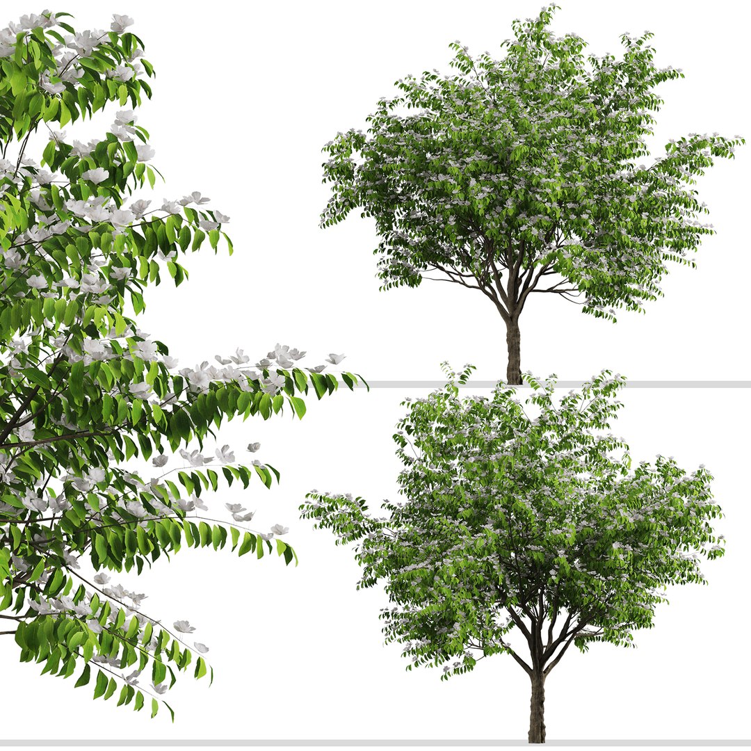 Set of Flowering Kousa Dogwood or Cornus kousa Tree - 3 Trees 3D model https://p.turbosquid.com/ts-thumb/J0/D2GFC7/tr/kousadogwood1/jpg/1670574846/1920x1080/fit_q87/6e5c5ea1c67762e5a3589d5b05628b4f7801ef5c/kousadogwood1.jpg