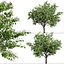 Set of Flowering Kousa Dogwood or Cornus kousa Tree - 3 Trees