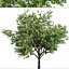 Set of Flowering Kousa Dogwood or Cornus kousa Tree - 3 Trees