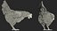 3D white chicken rigged