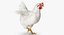 3D white chicken rigged