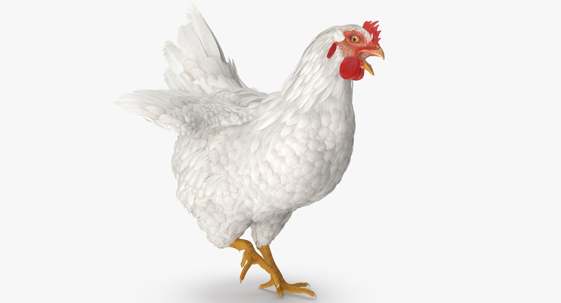 Rooster and Chickens Rigged Collection 2