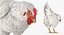 3D white chicken rigged