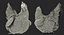 3D white chicken rigged