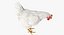 3D white chicken rigged