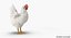 3D white chicken rigged