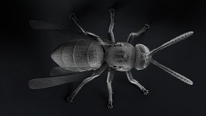 wasp insect 3D