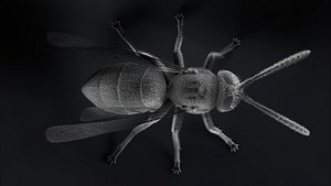 Wasp insect