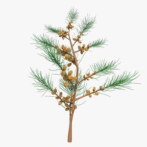 casuarina tree 3D model