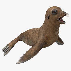 Baby Sea Lion T-Pose