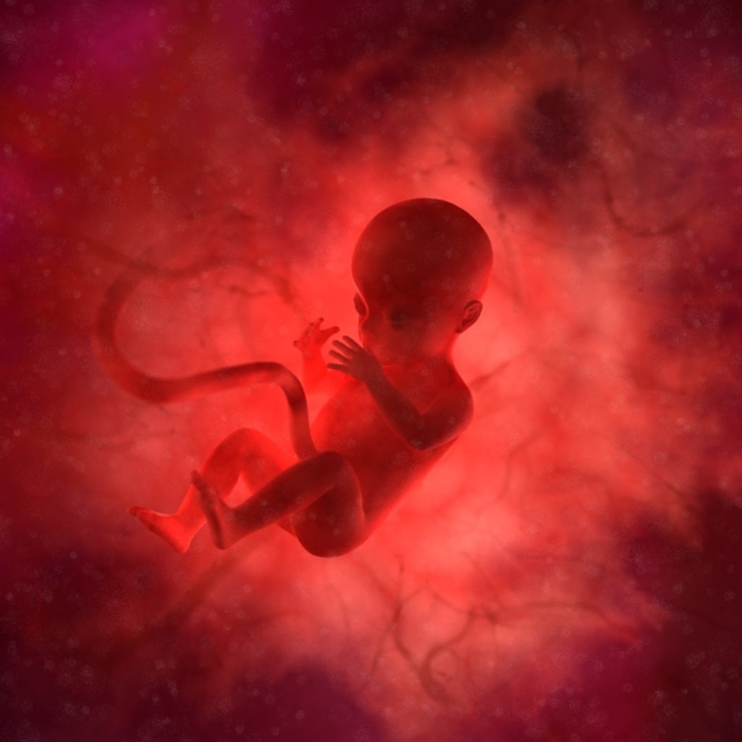 maya 18 weeks fetus https://p.turbosquid.com/ts-thumb/J0/RhueMS/3wUFSaMY/long/jpg/1347312795/1920x1080/fit_q87/cc79097480d4f44abdce75ff93fe68749ffcd8a2/long.jpg