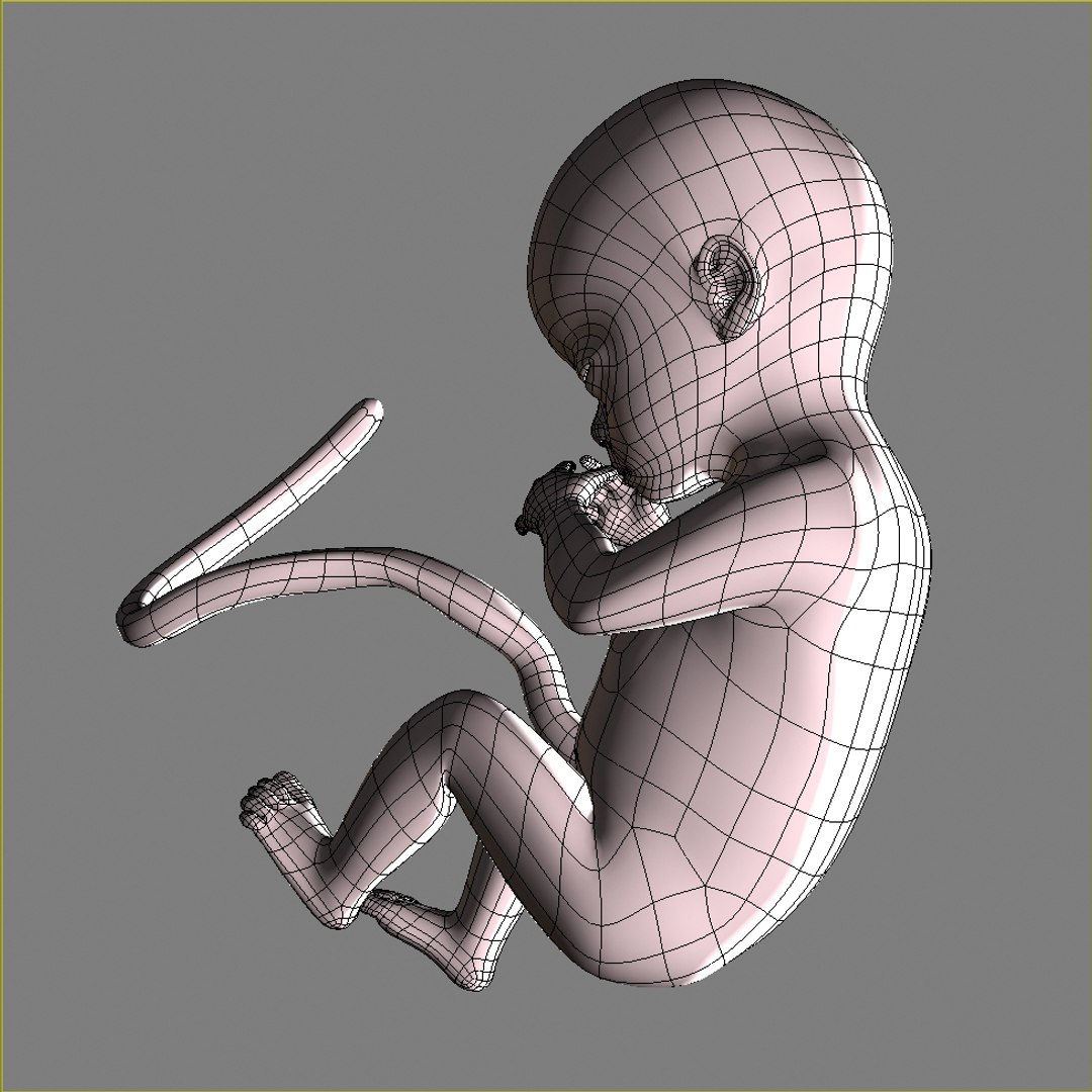 maya 18 weeks fetus https://p.turbosquid.com/ts-thumb/J0/RhueMS/P61Ol7Ng/grab4/jpg/1347312889/1920x1080/fit_q87/acf5a0d6ff19d70cc48297e89202173874c322d2/grab4.jpg