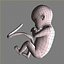 Human Fetus 18 Weeks