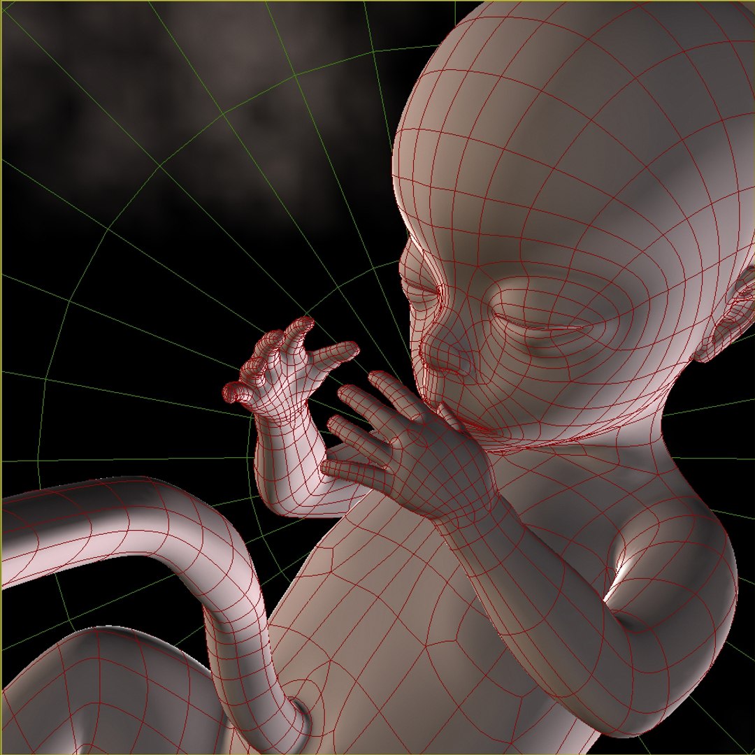 maya 18 weeks fetus https://p.turbosquid.com/ts-thumb/J0/RhueMS/futD9mNi/grab2/jpg/1347312888/1920x1080/fit_q87/1b515edd34a62a995aa6b1b0b6e4b031546c9520/grab2.jpg