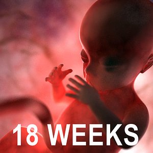 Human Fetus 18 Weeks