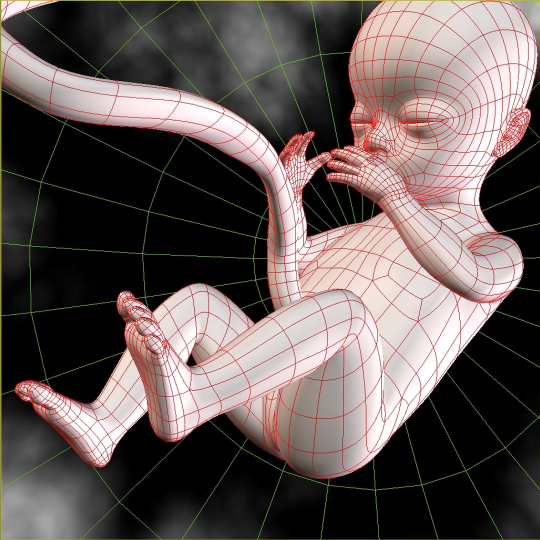 maya 18 weeks fetus https://p.turbosquid.com/ts-thumb/J0/RhueMS/werCX1yS/grab1/jpg/1347312888/1920x1080/fit_q87/bb461cae93d68b95bf2e3e400db5c6446853eabe/grab1.jpg
