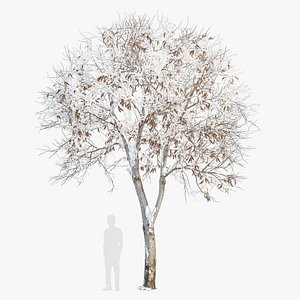 Winter trimmed locust 3D model