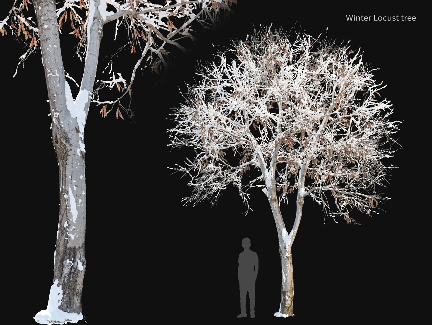 Winter Trimmed Locust 3D Model - TurboSquid 2414742