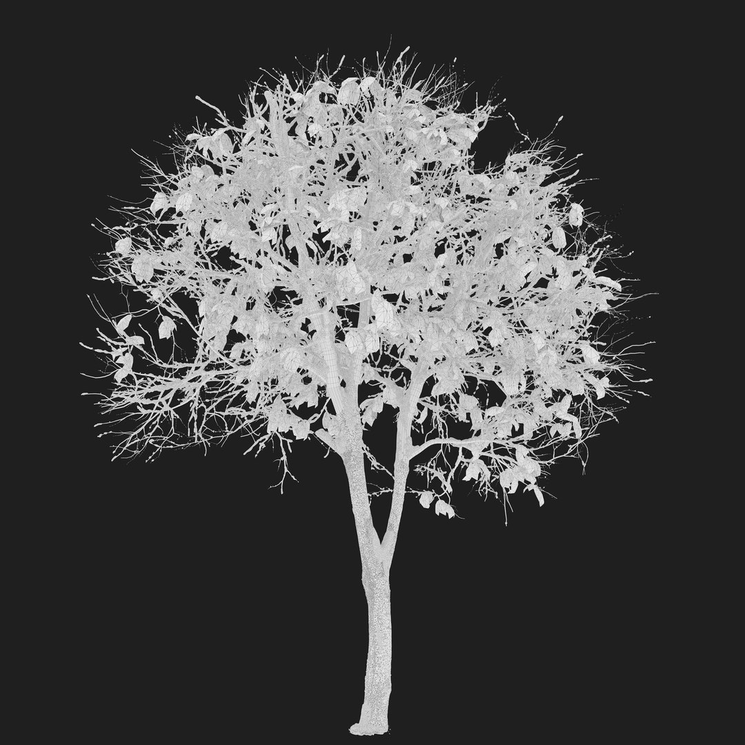 Winter Trimmed Locust 3D Model - TurboSquid 2414742