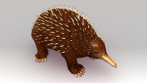 Australian Spiny Anteater