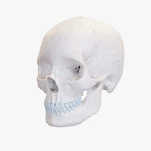 Human Skull