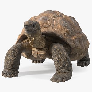 Dirty Old Giant Turtle Stand Pose 3D model