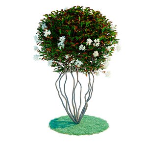 Photinia parachute
