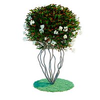 Photinia parachute