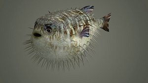 3D gameready sea ocean sealife fish aquatic puffer