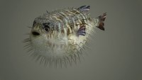 gameready sea ocean sealife fish aquatic puffer