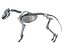 Wolf Skeleton