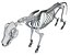 Wolf Skeleton
