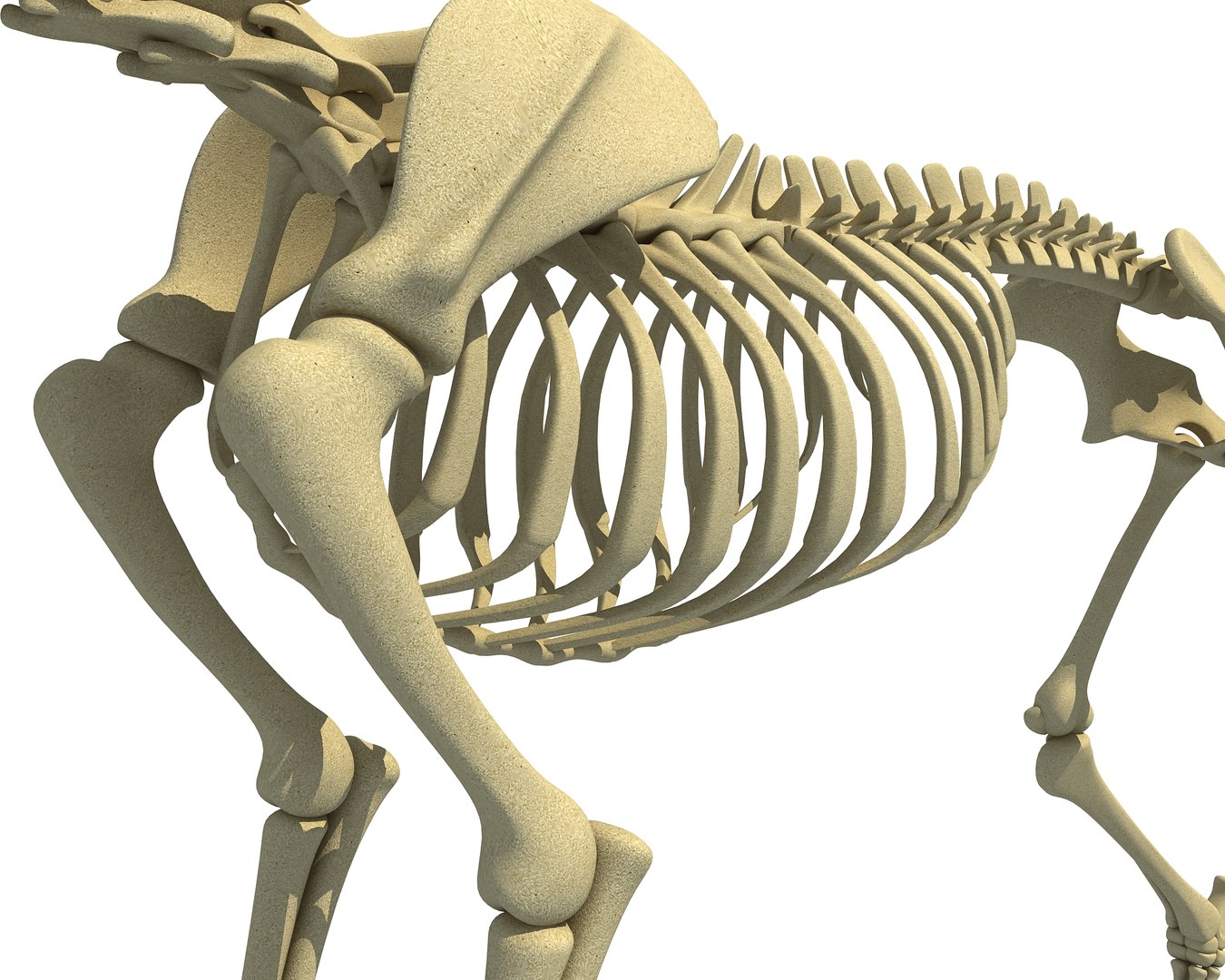 wolf skeleton animal 3d model https://p.turbosquid.com/ts-thumb/J0/yHN56m/LjZ3kkAr/wolf_skeleton13/jpg/1486913983/1920x1080/fit_q87/5c7e75c6ae41a527cd8c87085588d96ae1fcc952/wolf_skeleton13.jpg