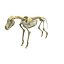 Wolf Skeleton