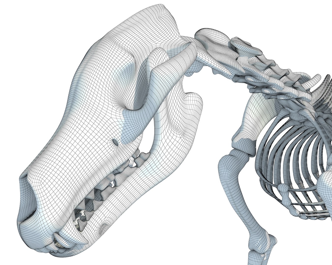 wolf skeleton animal 3d model https://p.turbosquid.com/ts-thumb/J0/yHN56m/Pj9s8ck4/3dwolf/jpg/1486914626/1920x1080/fit_q87/c53a8c33bb8f1a7c02d7a7d21023417d86e4661f/3dwolf.jpg