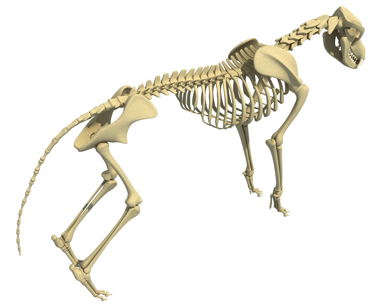 wolf skeleton animal 3d model https://p.turbosquid.com/ts-thumb/J0/yHN56m/QTgbrbu5/wolf_skeleton3/jpg/1486913983/1920x1080/fit_q87/41eba9fa117eb59e6bec0eb7f40e6e35bb895c14/wolf_skeleton3.jpg