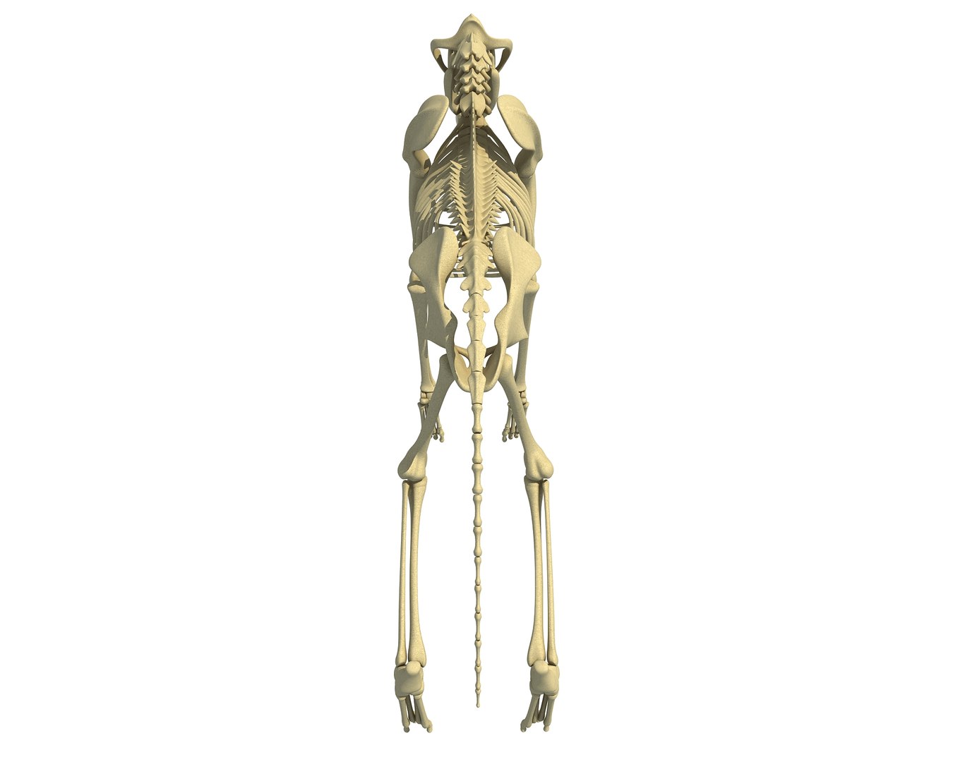 wolf skeleton animal 3d model https://p.turbosquid.com/ts-thumb/J0/yHN56m/TaeXaa6D/wolf_skeleton4/jpg/1486913983/1920x1080/fit_q87/d8fed8d5e285cbc65e38d126b09c9dff510d52f5/wolf_skeleton4.jpg