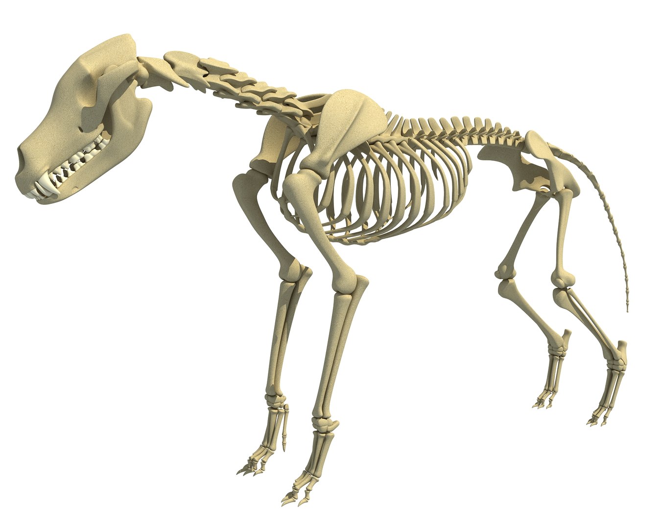 Wolf Skeleton Animal 3d Model