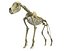 Wolf Skeleton