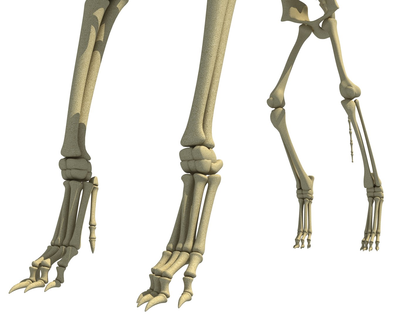 wolf skeleton animal 3d model https://p.turbosquid.com/ts-thumb/J0/yHN56m/ligTuDUO/wolf_skeleton16/jpg/1486913983/1920x1080/fit_q87/295554a3752d4c2de1d5e0fc6e5f17d7b3eca77d/wolf_skeleton16.jpg