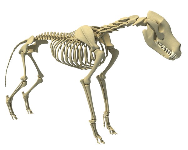 wolf skeleton animal 3d model