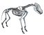 Wolf Skeleton