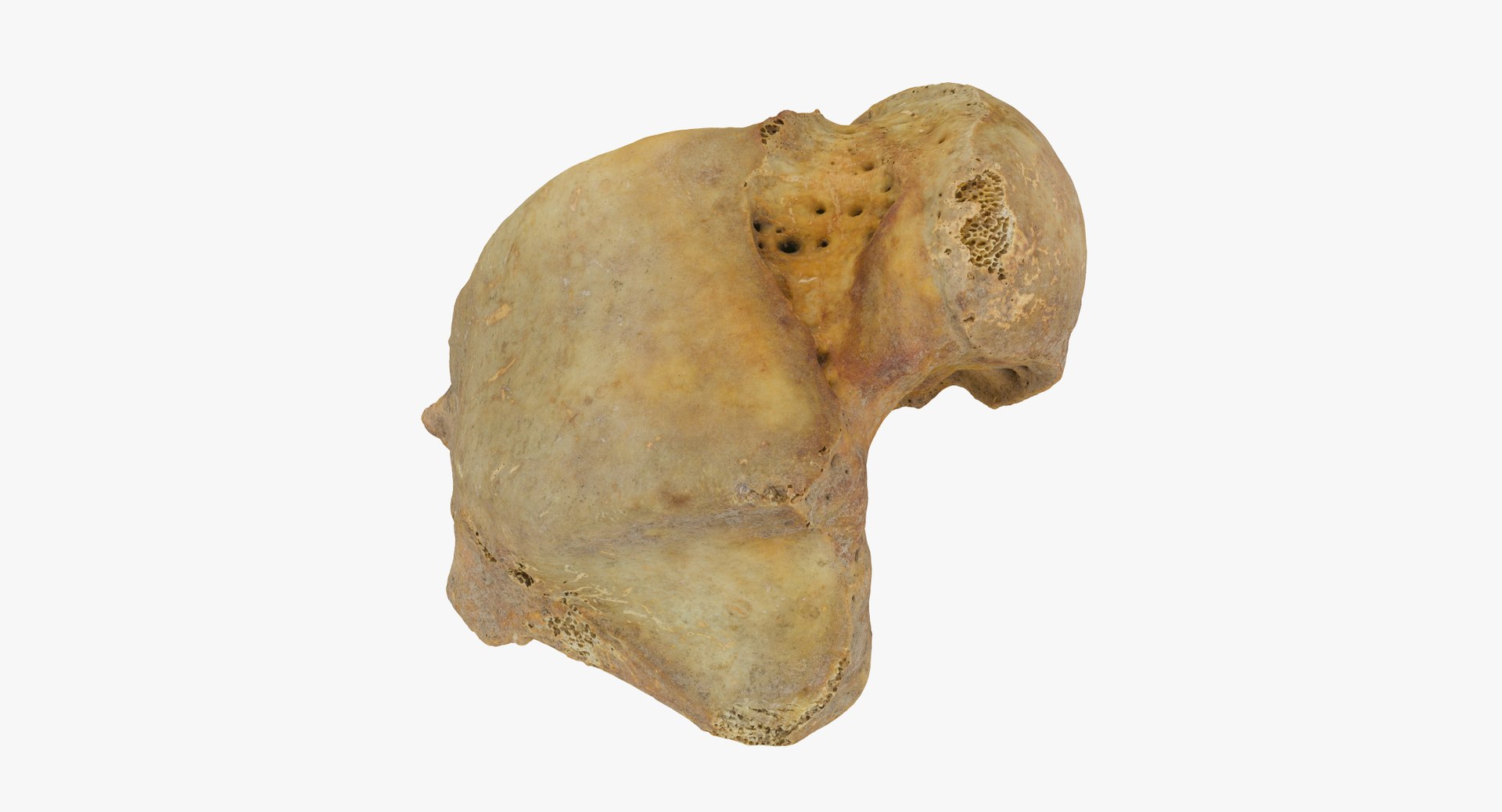 3D Model Talus Bone 01 Raw - TurboSquid 1545682