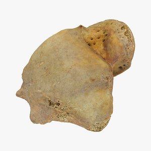 Anatomy Talus 3D Models for Download | TurboSquid