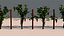 Vineyard Grape Vines