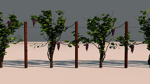 Vineyard Grape Vines