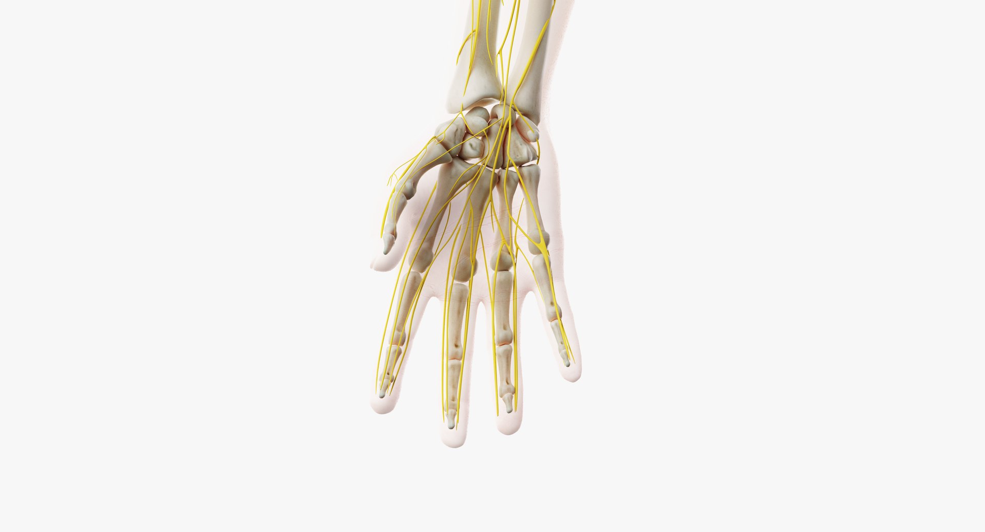 Male skin skeleton nerves 3D model - TurboSquid 1391277